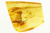 Partial Fossil Mayfly and Two True Midges In Baltic Amber #284564-1